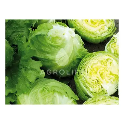 Expression / Експрешіон