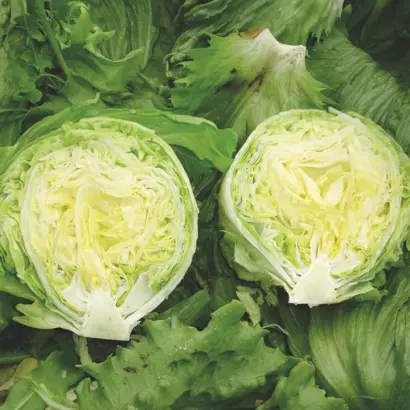 Ensеmble / Енсамбл