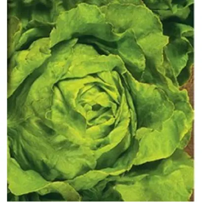 Laravera / Ларавера