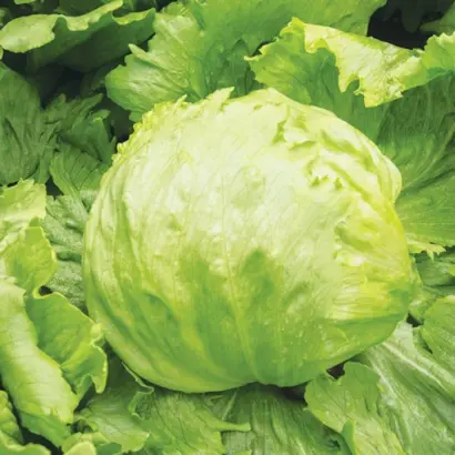 Lectrice / Лектріс