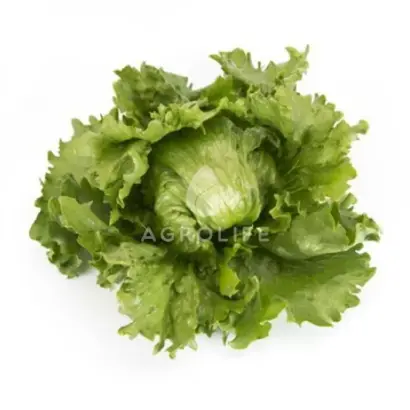 Merlinas / Мерлінас