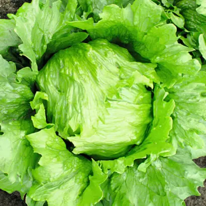 Robinson / Робінсон