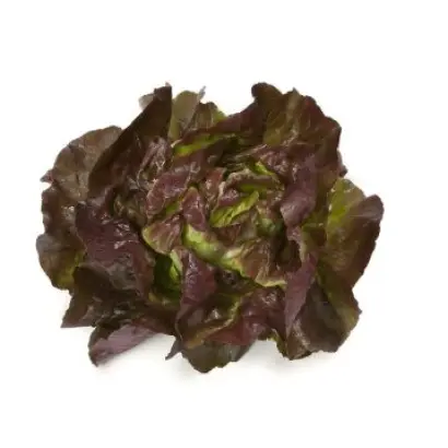 Skyphos / Скайфос