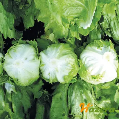 Soleison / Солейсон