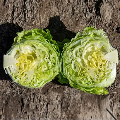 Philemo / Філемо