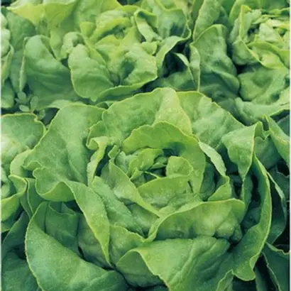 Alanis / Аланіс