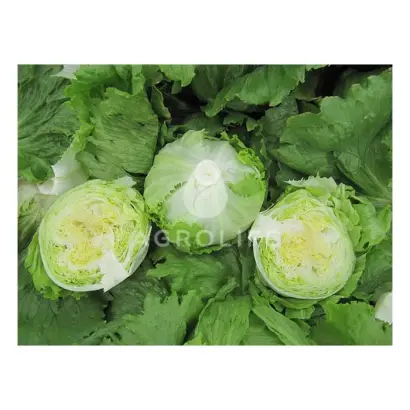 Damion / Даміон