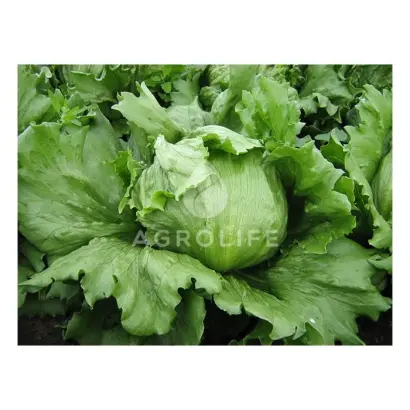 Tevion / Тевіон