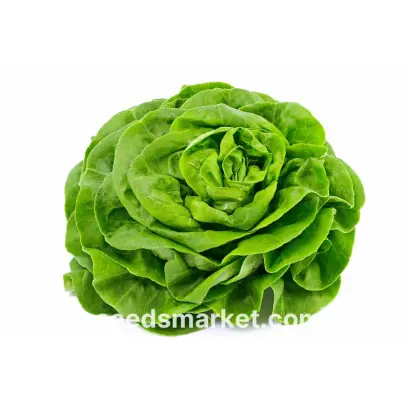 Cud Voorburgu / Цуд Воорбургу