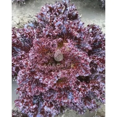 Azirka / Азірка