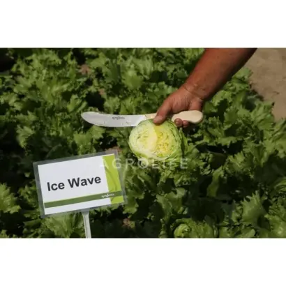 ICE WAWE / АЙС ВЕЙВ