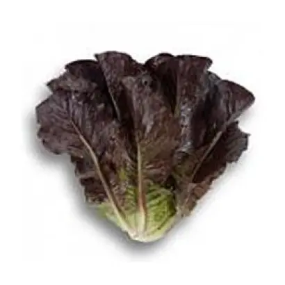 Alboreto / Алборето