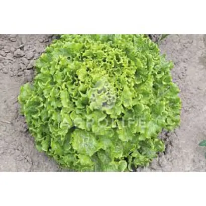 ANNISOLE / АННІСОЛ