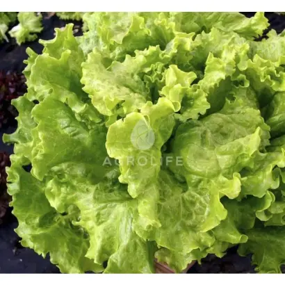 Aficion / Афіцион