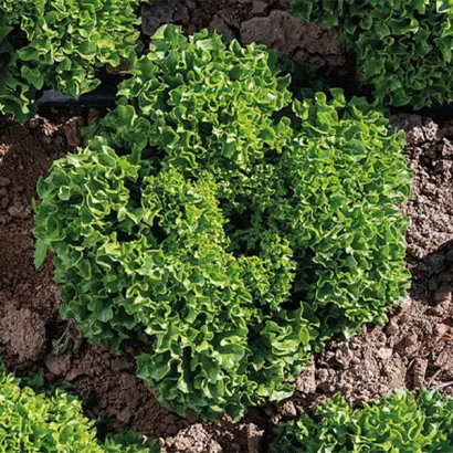 Babila / Бабіла