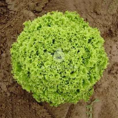 Bartimer / Бартімер