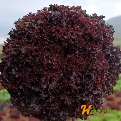 Bacchus / Бахус