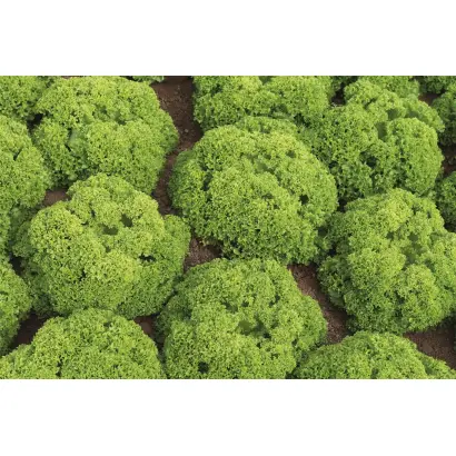 Biondonna / Біондонна