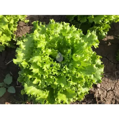 Dragone / Драгон