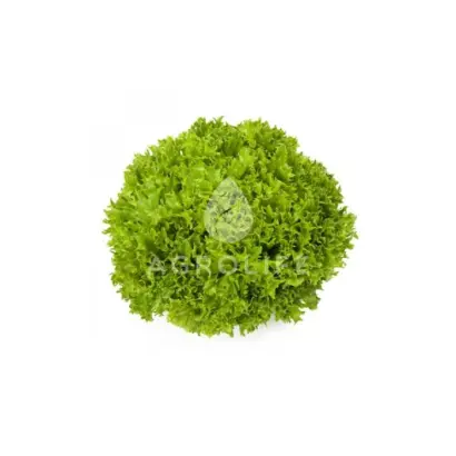 Exact / Екзект