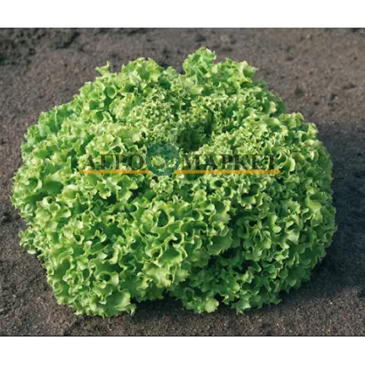 Estrosa / Естроза