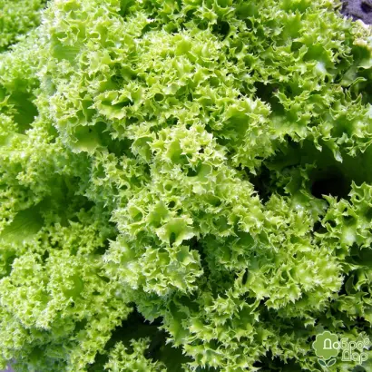 Золотий шар