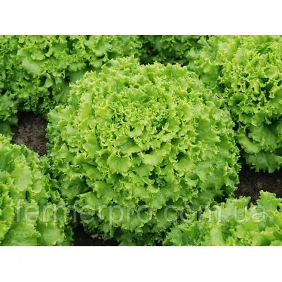 Caipira / Кайпіра