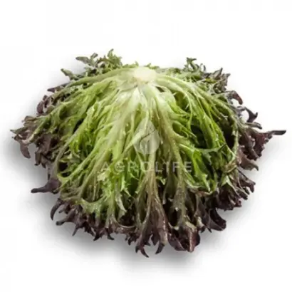 Codex / Кодекс