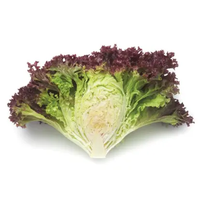 Concorde / Конкорд