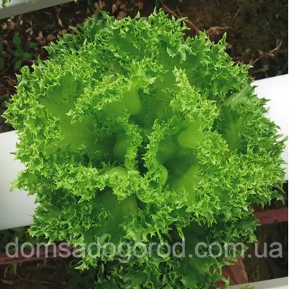 Crispinet / Кріспінет