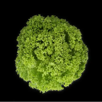 Liadine / Ліадін