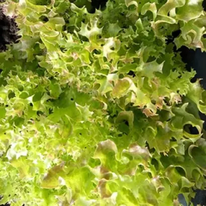 Merlot / Мерлот