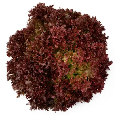 Nikolaj / Ніколай