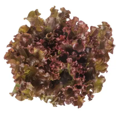 Orbital / Орбітал