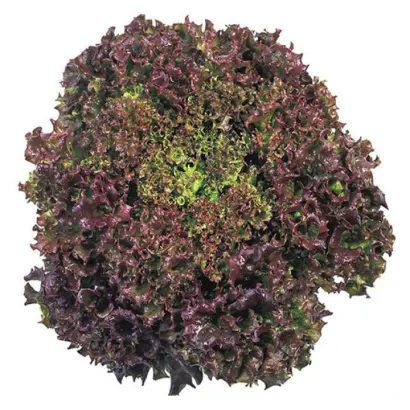 Revolution / Революція