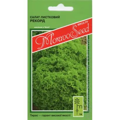 Rekord / Рекорд