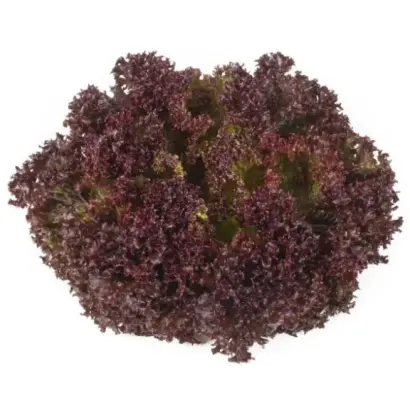 Samantine / Самантін