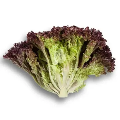 Cencibel / Сенсібель