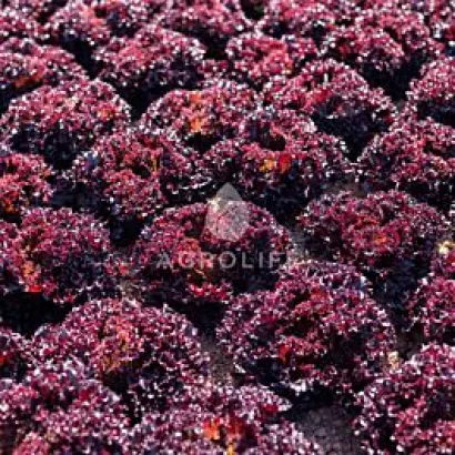 Scamander / Скамандер