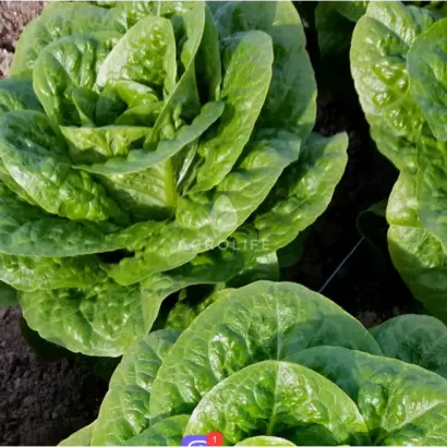 TYPICAL / ТІПІКАЛ