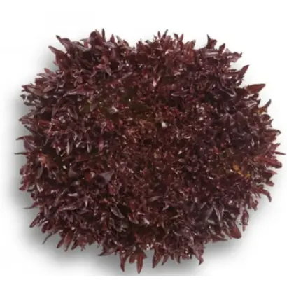 Triplex / Тріплекс