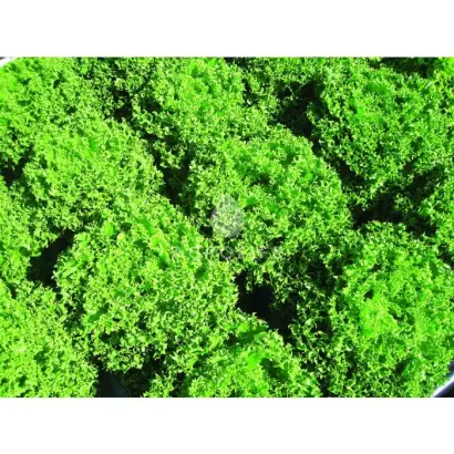 Finstar / Фінстар