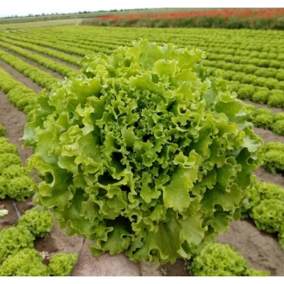 Florine / Флорін