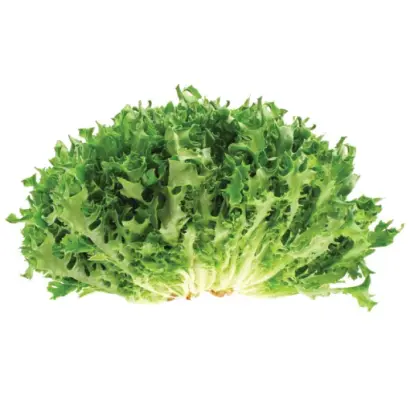 Frillice / Фрілліс