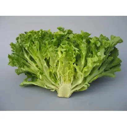 Fristina / Фрістіна