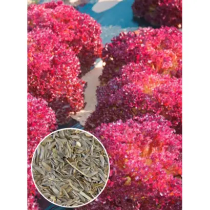 Шар малиновий