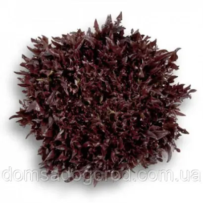 Wintex / Вінтекс