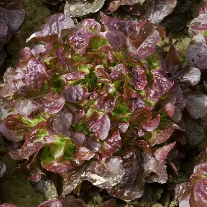 Vulsini / Вулсіні