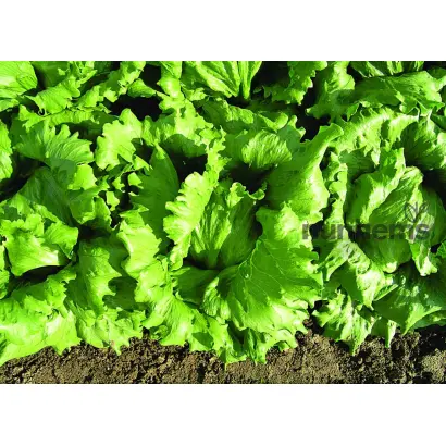 Galera / Галера