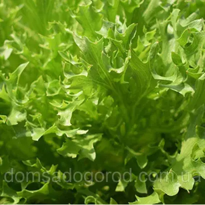 Exponent / Експонент